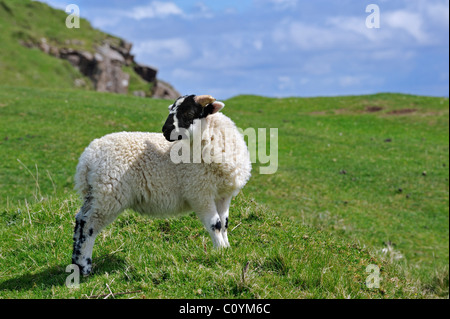 Écossais Black face / Blackface (Ovis aries) agneau dans les Highlands, Ecosse, Royaume-Uni Banque D'Images