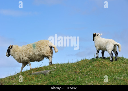 Écossais Black face / Blackface (Ovis aries) Brebis et d'agneaux dans les Highlands, Ecosse, Royaume-Uni Banque D'Images