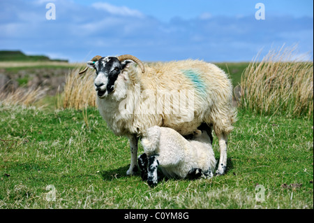 Écossais Black face / Blackface (Ovis aries) agneau de lait de brebis en champ dans les Highlands, Ecosse, Royaume-Uni Banque D'Images