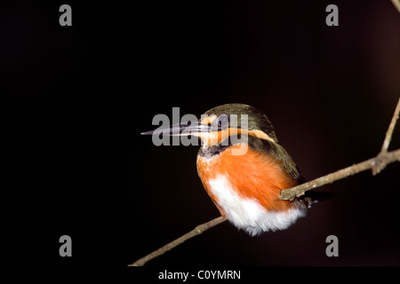 American Pygmy Kingfisher la nuit - La Selva Jungle Lodge - Région de l'Amazonie, en Equateur Banque D'Images