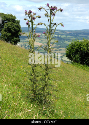 Marsh thistle Cirsium palustre, Banque D'Images