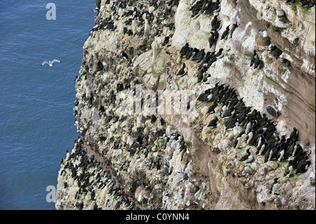 Les Guillemots marmettes / Common guillemots (Uria aalge) colonie de nidification sur les falaises de la réserve naturelle de Fowlsheugh, Ecosse, Royaume-Uni Banque D'Images
