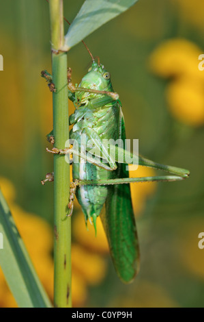 (Tettigonia viridissima) mâle sur l'essuyage Banque D'Images