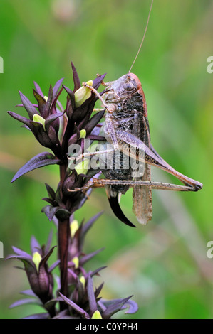 Femelle Gris (Platycleis albopunctata cricket bush grisea) sur la végétation, Belgique Banque D'Images