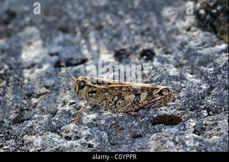 Criquet italien (Calliptamus italicus) sur la roche, la Brenne, France Banque D'Images