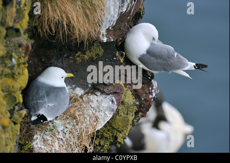 La Mouette tridactyle (Rissa tridactyla) nichant sur son nid sur la mer dans la falaise à Fowlsheugh réserve naturelle, Ecosse, Royaume-Uni Banque D'Images