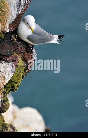 La Mouette tridactyle (Rissa tridactyla) reposant sur le rebord de la falaise à la mer nature Fowlsheugh réserver, Ecosse, Royaume-Uni Banque D'Images