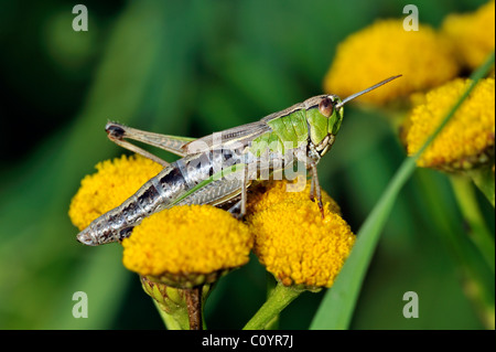 Meadow grasshopper (Chorthippus parallelus) sur tanaisie (Tanacetum vulgare), Belgique Banque D'Images