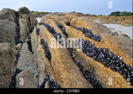 Chambres d'exposé conjoint / moules bleues (Mytilus edulis) sur des rochers à marée basse Banque D'Images