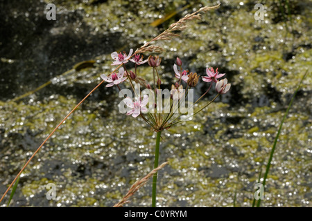 Le butome à ombelle, Butomus umbellatus Banque D'Images