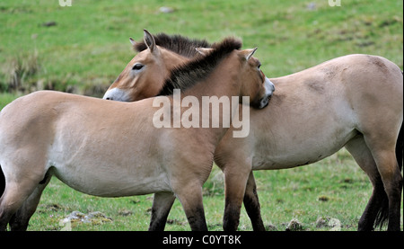 Deux chevaux de Przewalski (Equus ferus przewalskii) toilettage mutuel, Ecosse Banque D'Images