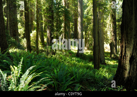 Voir à travers les arbres sur le sentier de la damnation, Del Norte Coast Redwoods State Park, Californie Banque D'Images