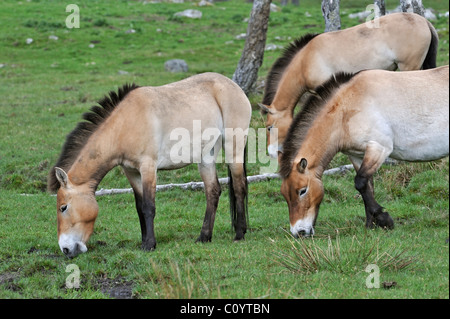 Chevaux de Przewalski (Equus ferus przewalskii) le pâturage dans le domaine, Ecosse, Royaume-Uni Banque D'Images