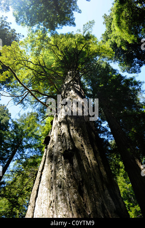 Voir à travers les arbres sur le sentier de la damnation, Del Norte Coast Redwoods State Park, Californie Banque D'Images