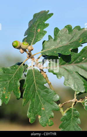 / Sessile chêne sessile (Quercus petraea / Quercus sessiliflora), de glands et de feuilles Banque D'Images