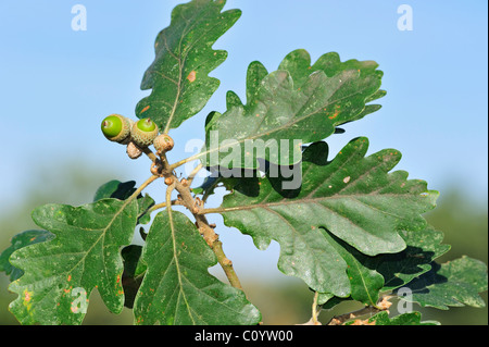 / Sessile chêne sessile (Quercus petraea / Quercus sessiliflora), de glands et de feuilles Banque D'Images