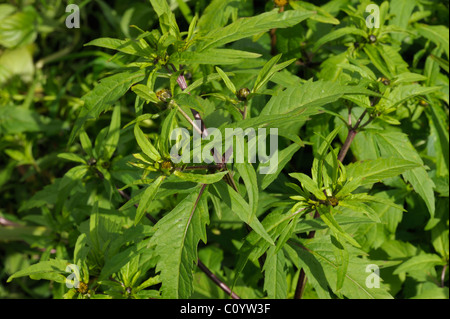 Bur-trifide, bidens tripartita marigold Banque D'Images