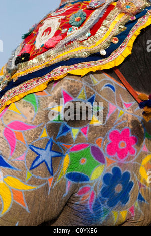 Tête peinte d'un éléphant à Jaipur elephant festival annuel Banque D'Images