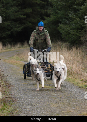 Traîneau à chiens huskies et rig / panier, UK Banque D'Images