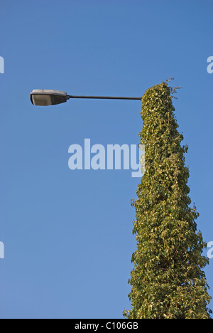Lampadaire en grande partie caché par la végétation rampante Banque D'Images