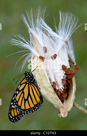 Monarque papillon Danaus plexippus reposant sur une gousse de graines d'asclépias syriaca E USA, par Skip Moody/Dembinsky photo Assoc Banque D'Images