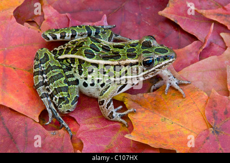 Grenouille léopard Rana pipiens sur feuilles d'érable est de l'USA Banque D'Images