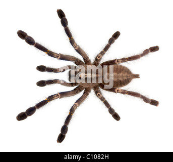 Tarantula spider, Poecilotheria Metallica, in front of white background Banque D'Images