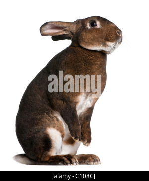 Lapin Rex Castor debout sur ses pattes de in front of white background Banque D'Images