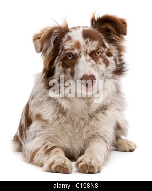 Red Merle Border Collie, 6 mois, le mensonge in front of white background Banque D'Images