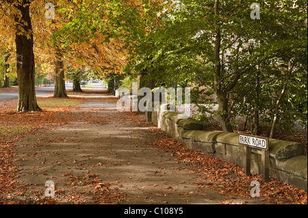 Arbres au bord de la chaussée sur Park Road, Harrogate, à l'automne. Banque D'Images