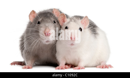 Deux rats, 12 years old, in front of white background Banque D'Images