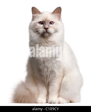 Chat Birman, 9 mois, in front of white background Banque D'Images