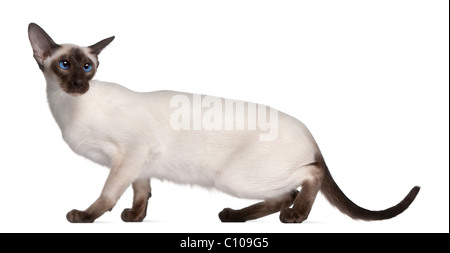 Chaton siamois, 7 mois, in front of white background Banque D'Images