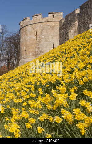 Les jonquilles en fleurs sur le remblai au-dessous des murs de la ville de New York. Banque D'Images