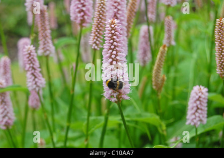 La collecte du pollen sur les bourdons Banque D'Images