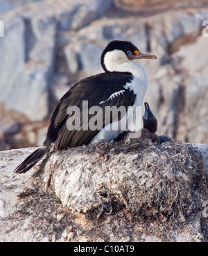 Ou de l'Antarctique Blue-Eyed Shag (phalacrocorax bransfieldensis) avec Chick sur son nid, Port Lockroy, Péninsule Antarctique Banque D'Images