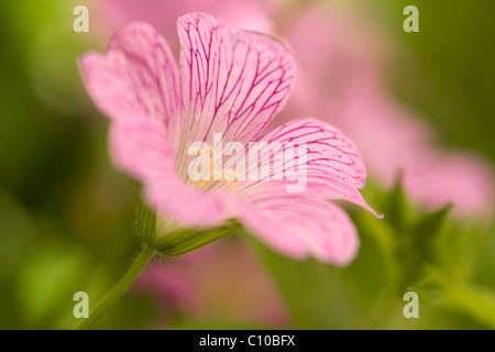 Fleur de géranium rose Banque D'Images