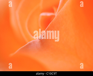 Pétales de rose couleur saumon avec une faille. Banque D'Images