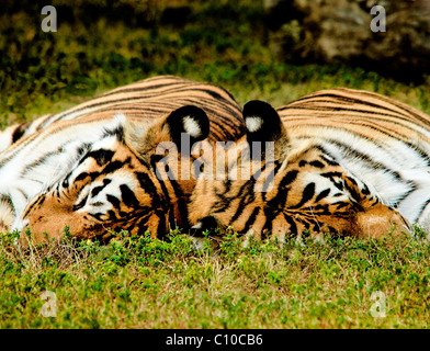Deux tigres DORMIR SUR LES TÊTES D'HERBE DE TOUCHER Banque D'Images