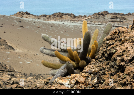 Cactus de lave - Bartolome Island - Iles Galapagos, Equateur Banque D'Images