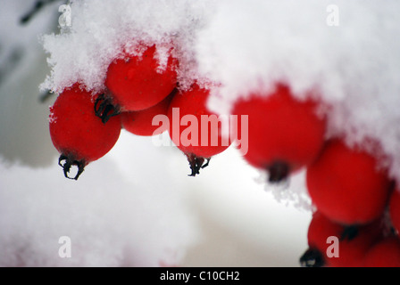 Fruits rouges couvertes de neige à l'hiver Banque D'Images