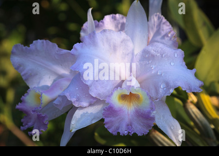 Close up of rare orchidée Cattleya bleu coerulea lueddemannina à Hawaii. Banque D'Images