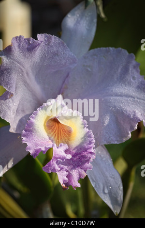 Close up of rare orchidée Cattleya bleu coerulea lueddemannina à Hawaii. Banque D'Images