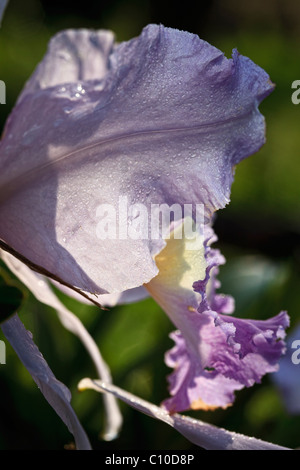 Close up of rare orchidée Cattleya bleu coerulea lueddemannina à Hawaii. Banque D'Images