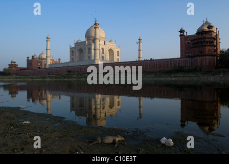 Taj Mahal vu de la rivière Yamuna et un chien mort au bord de la rivière Banque D'Images