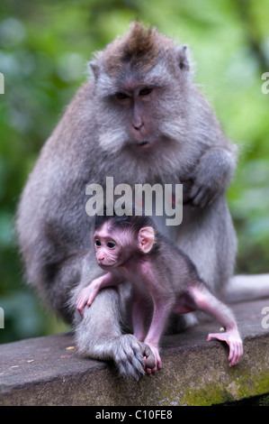 Macaque à longue queue balinais Banque D'Images