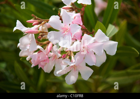 Nerium oleander rose Syros, Grèce Banque D'Images