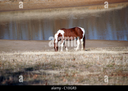 Un cheval brun et blanc de pâturage sur une colline en face d'un étang à l'automne dans le nord-est de l'Arkansas Banque D'Images