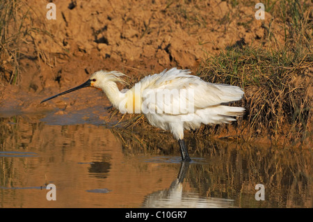 Spatule blanche Spatule blanche ou conjoint (Platalea leucorodia) secouer ses plumes Banque D'Images