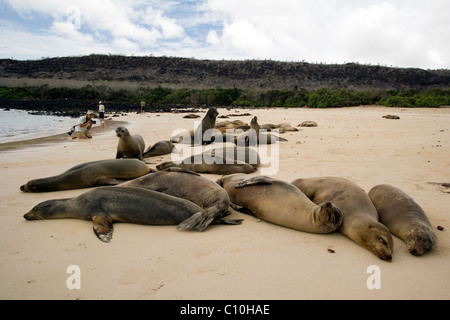 Colonie de lions de mer sur la plage - Sante Fe Island (Île Barrington) - Îles Galapagos, Equateur Banque D'Images